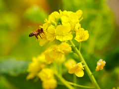 菜花とミツバチ