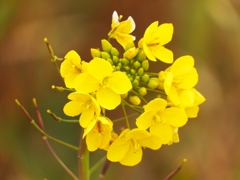 菜の花