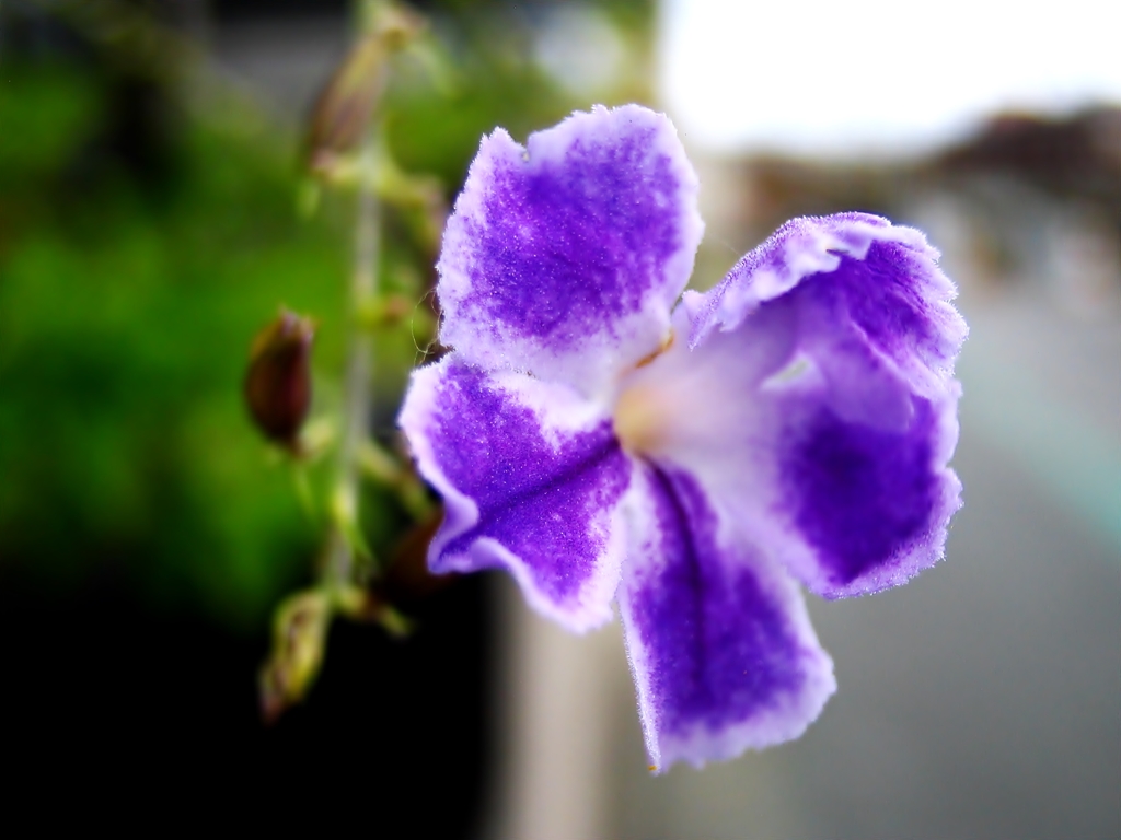 紫の花