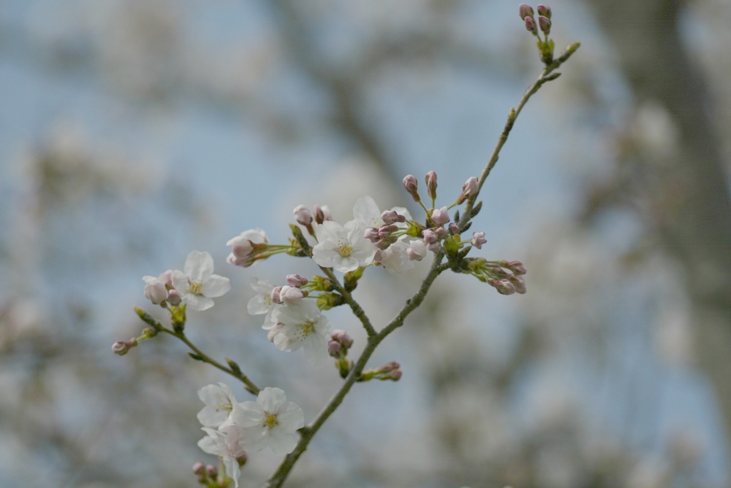 桜、ほのかに