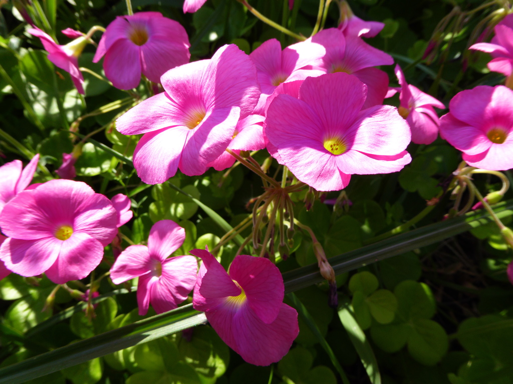 ピンクの花