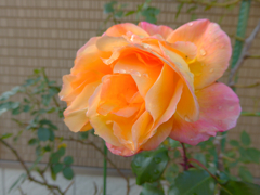 パステルローズ