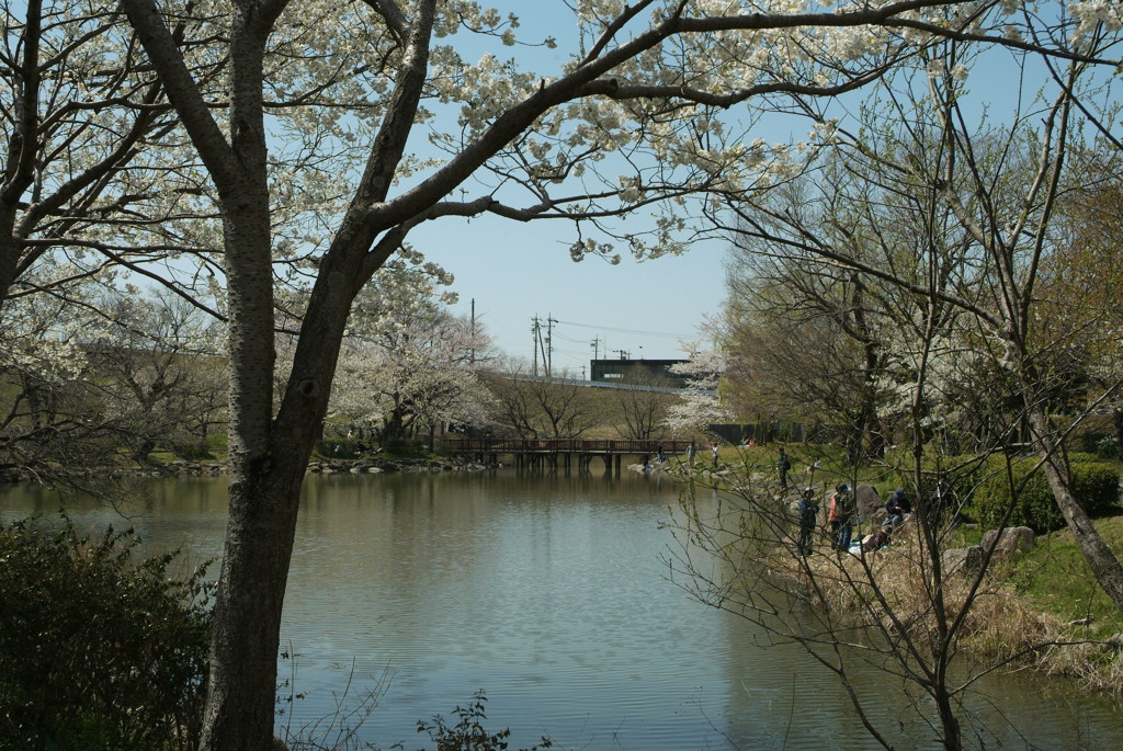 柳ヶ瀬公園の池