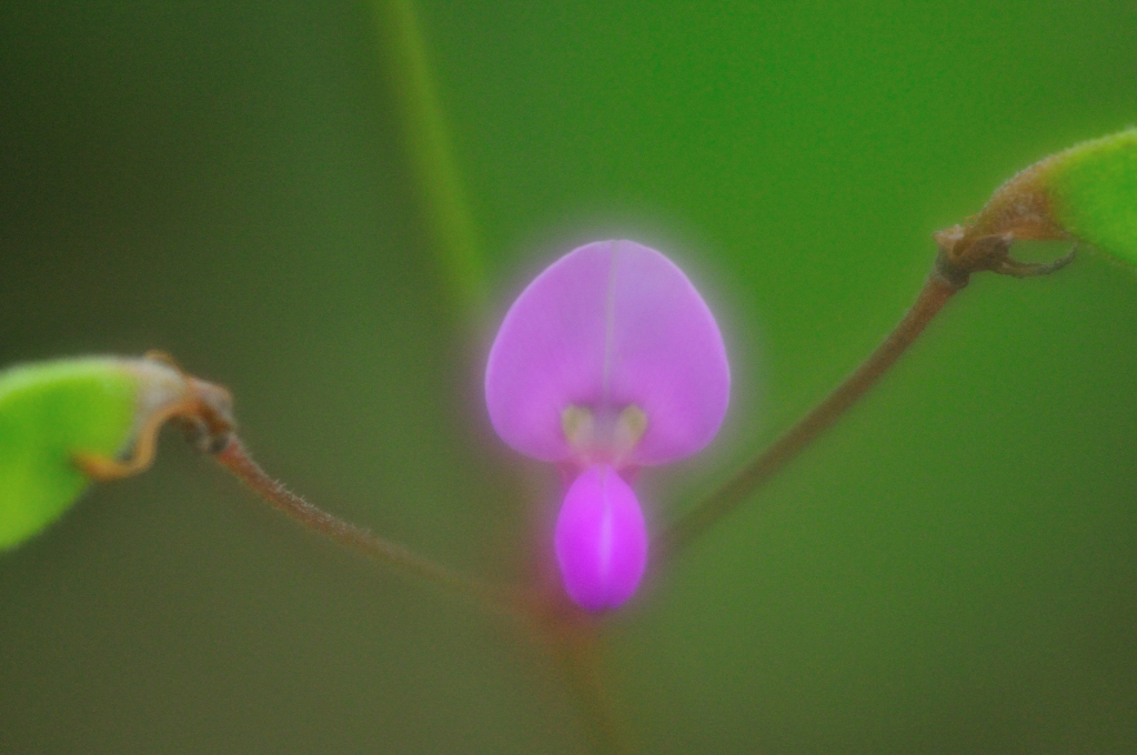 ピンクの花