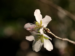 寒桜