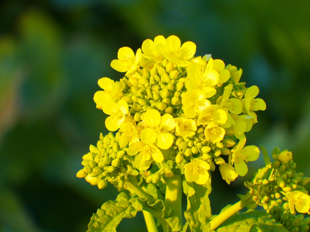 菜花