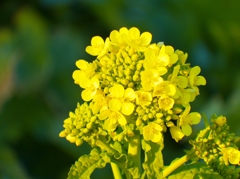 菜花