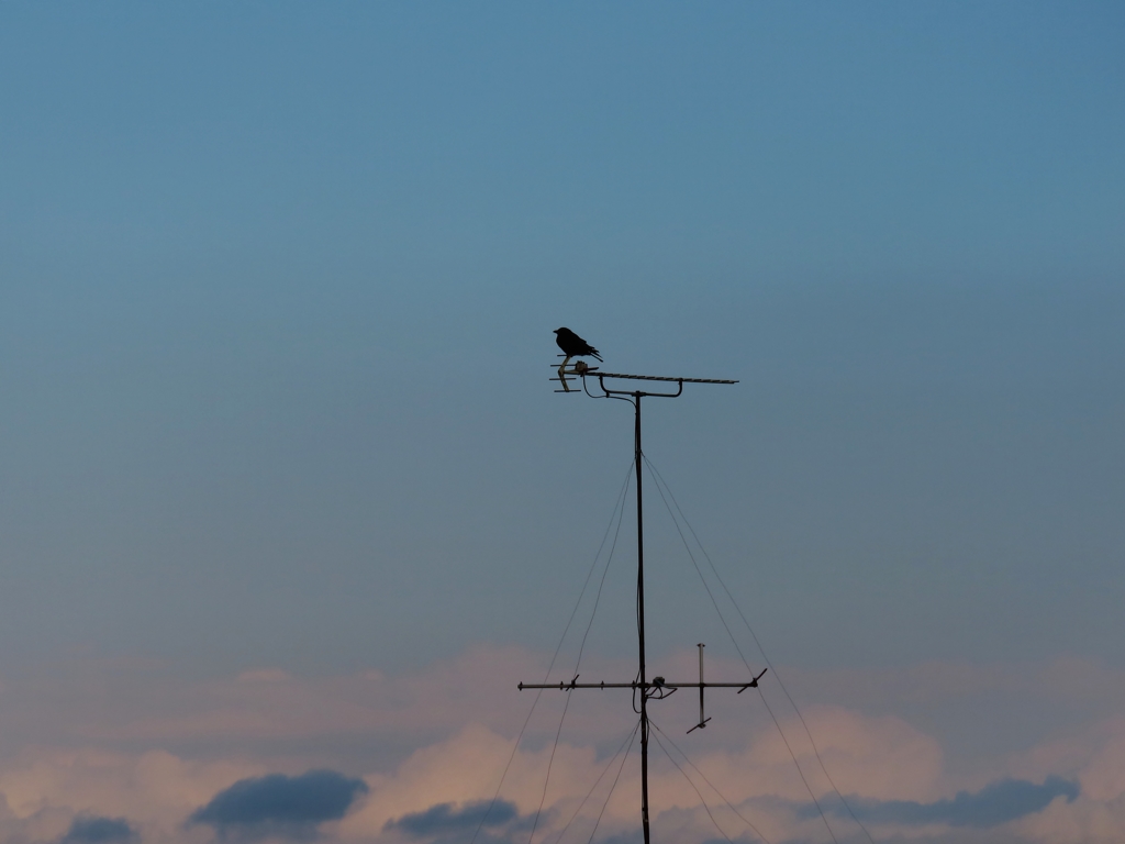 高～い、アンテナ
