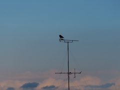 高～い、アンテナ