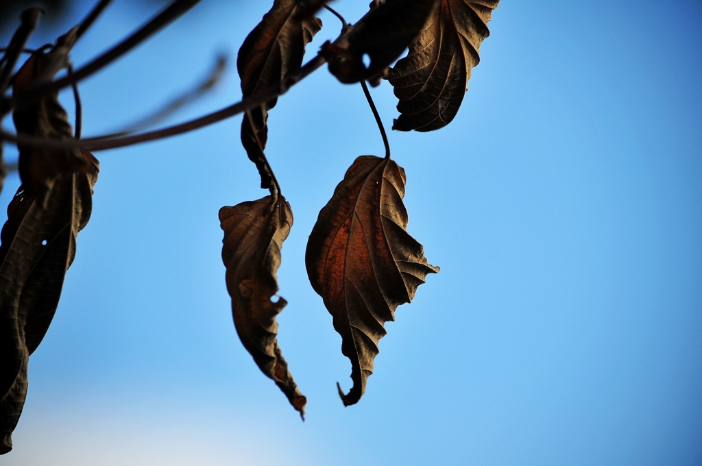 枯葉