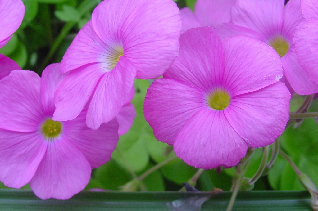 ピンクの花