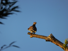 えっ、なんだい！