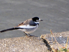 ひょい、ひょいと