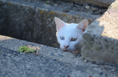 猫のぞく