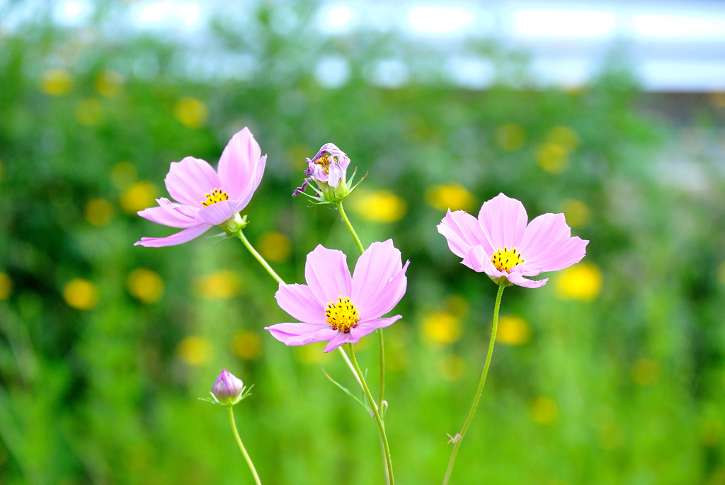 秋桜
