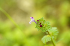 野草