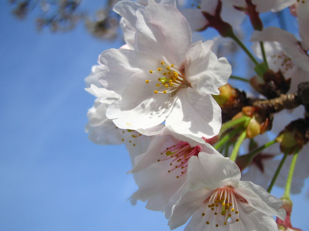 青空に桜