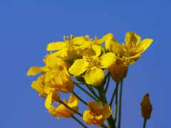 菜の花