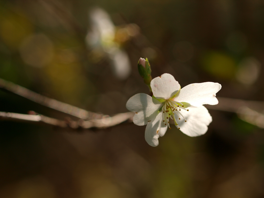 寒桜2
