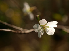 寒桜2
