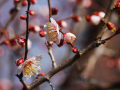 梅の花