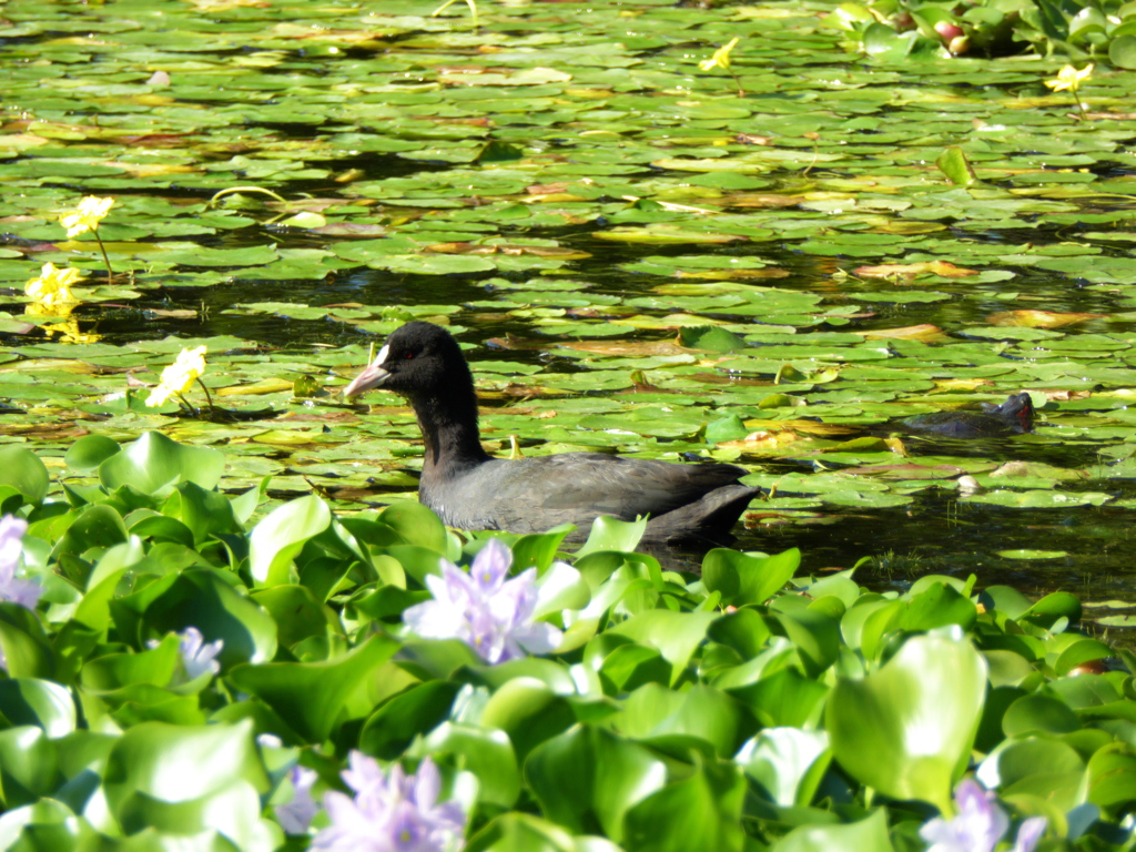 水鳥とカメ