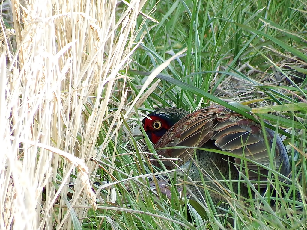 見つかるものか！