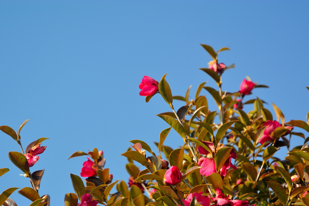 空と山茶花