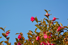 空と山茶花