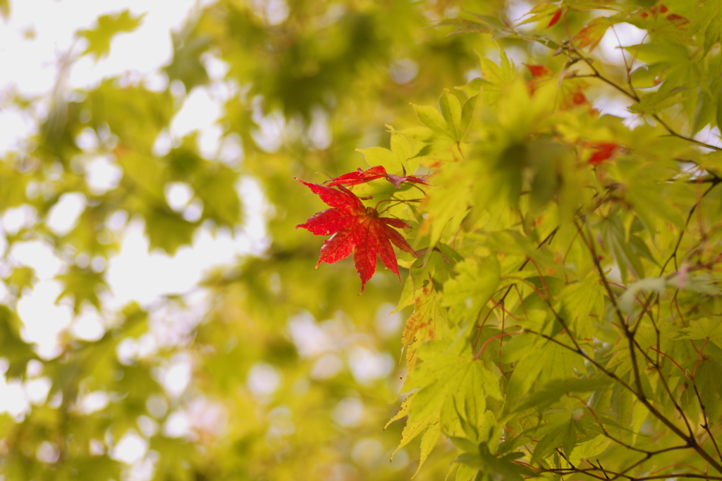 秋の紅