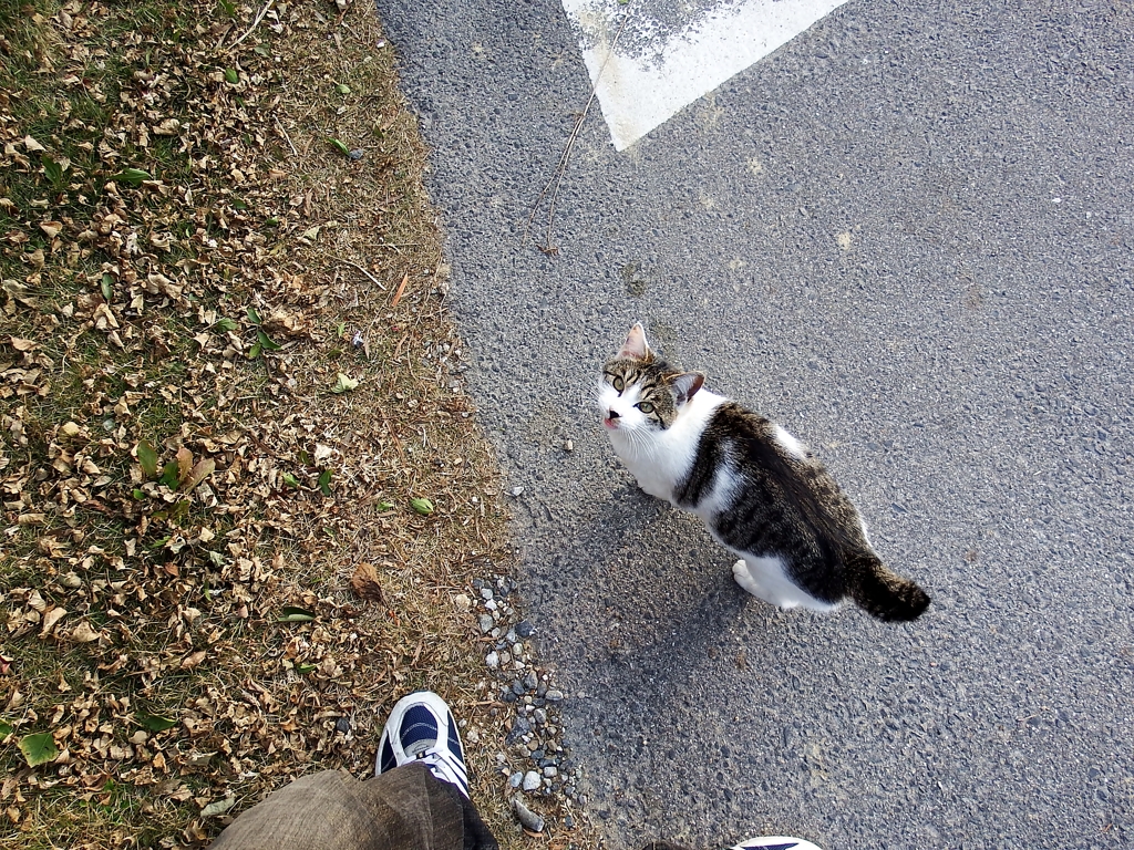 猫、仰ぐ