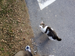 猫、仰ぐ