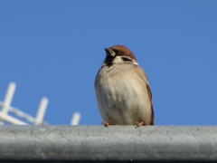 スズメさん