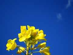 すかっと、青空