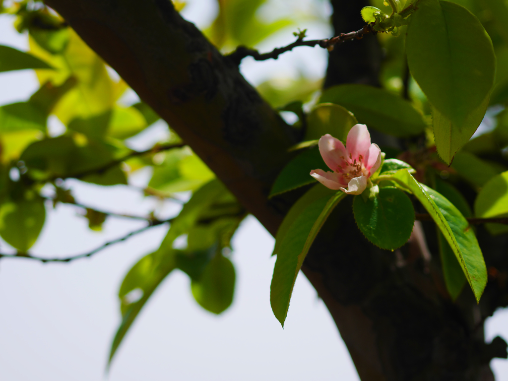 薄桃の花