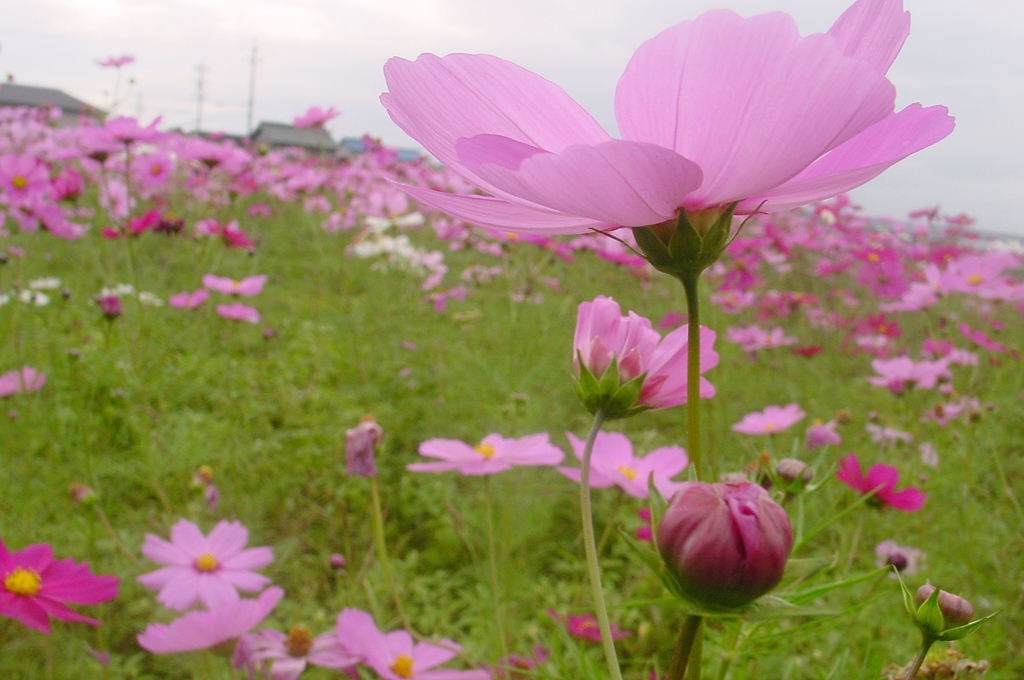 今日は曇り空