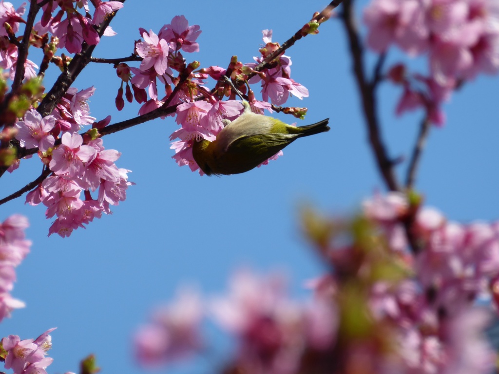 蜜を吸う