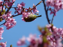 蜜を吸う
