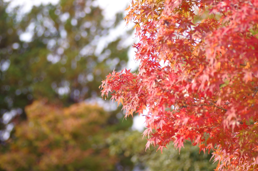 紅葉