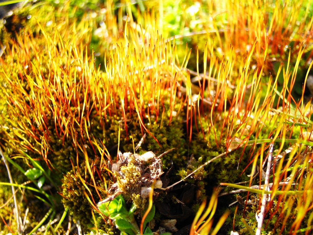 苔の世界