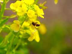 菜花とミツバチ