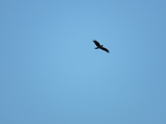 鳴いてる