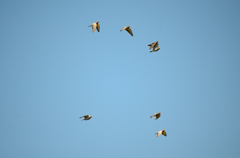 鳩の群れ
