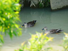 カルガモ君