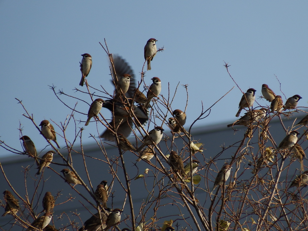 スズメたち