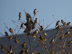 スズメたち