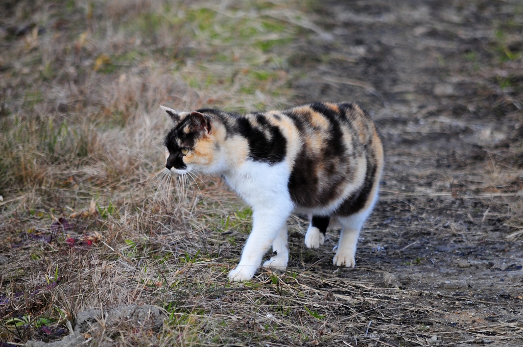 にゃ、にゃんだ！