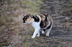 にゃ、にゃんだ！