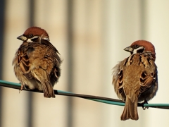 な、なんだろう？！