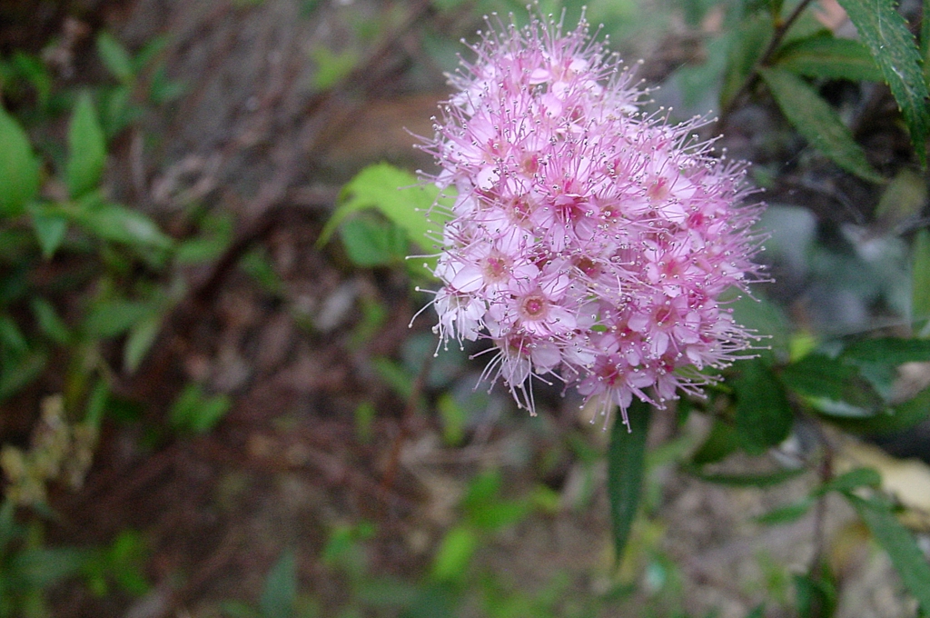 小さな花だけど